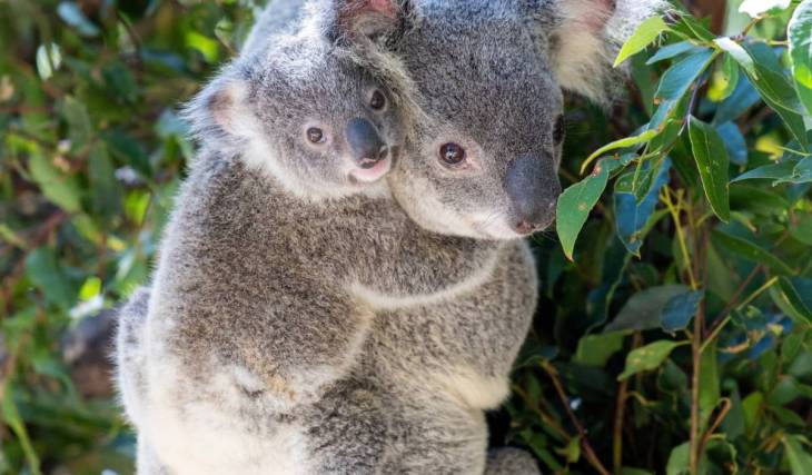In 1927, this space opened with just 2 injured koalas — nearly a century later, Lone Pine stands as the world’s first and largest koala sanctuary