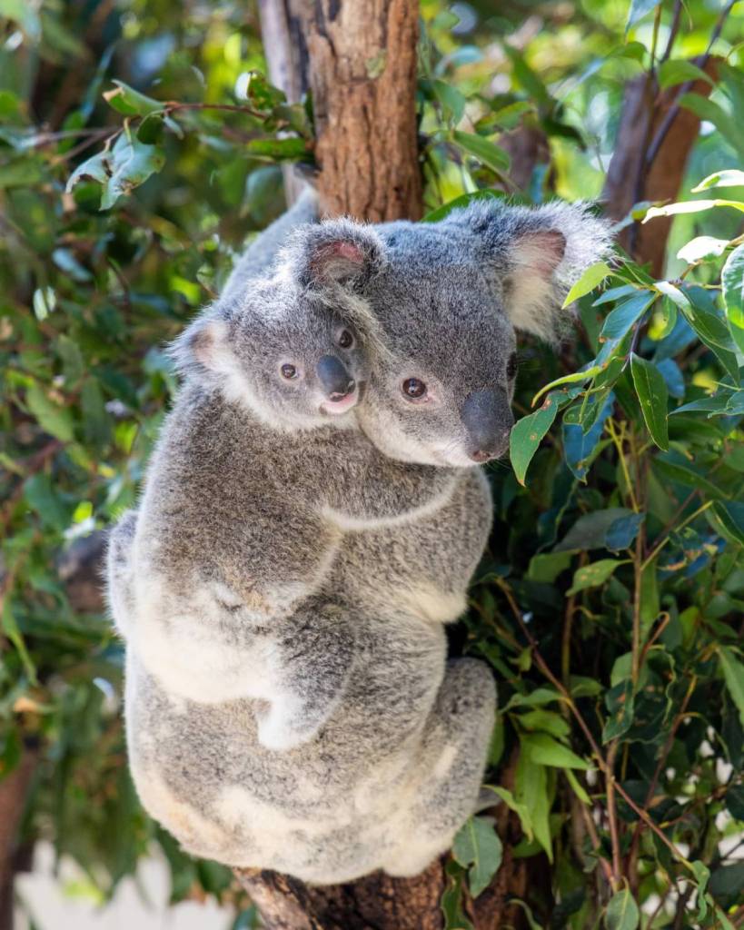 Lone Pine Koala Sanctuary