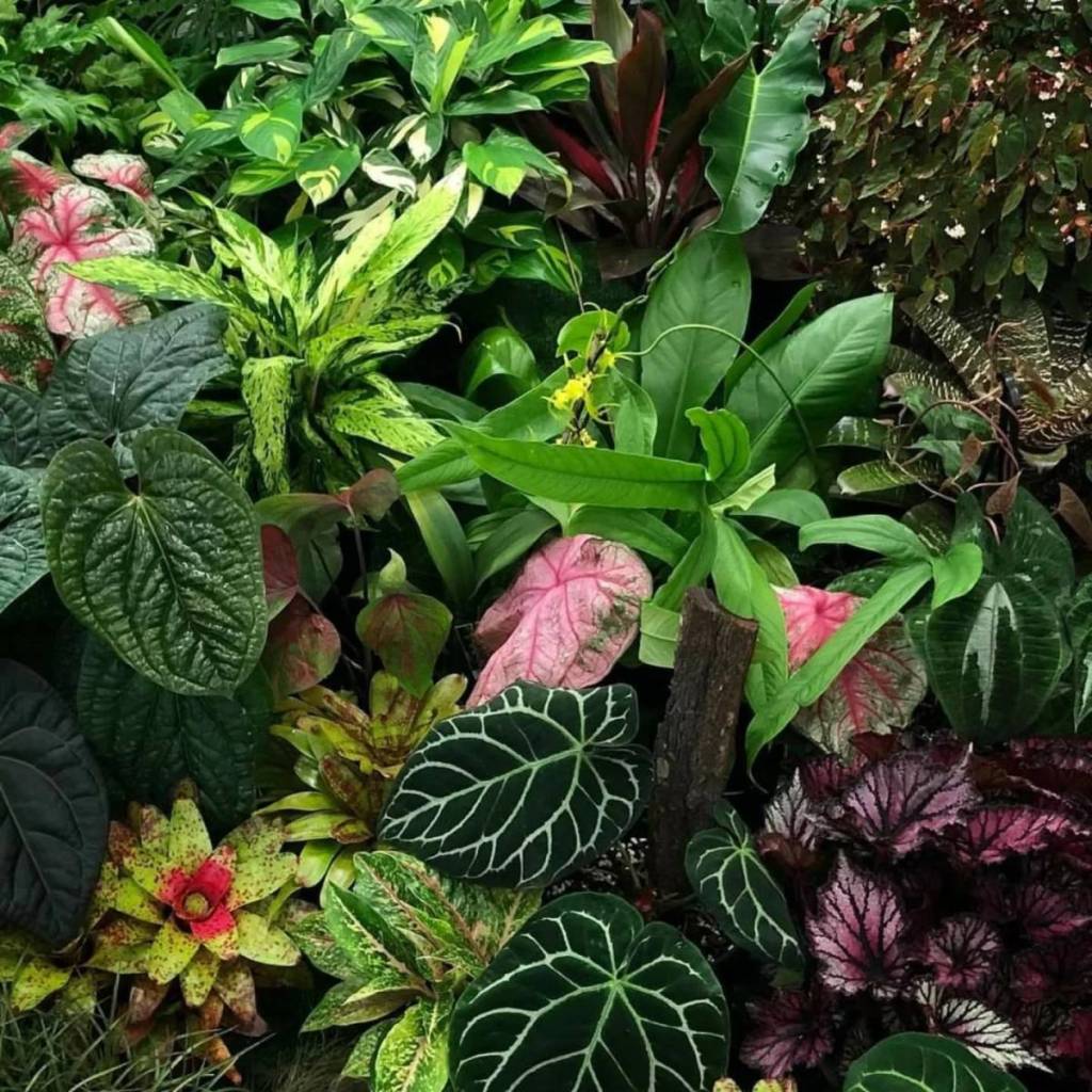 tropical foliage festival