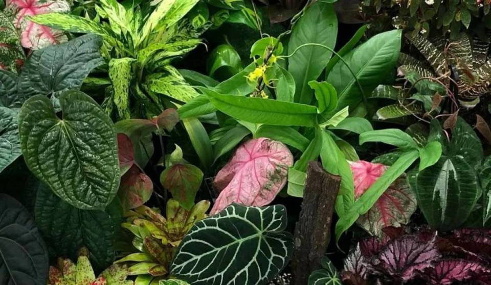 This massive tropical plant festival in Brisbane will make a green thumb out of you