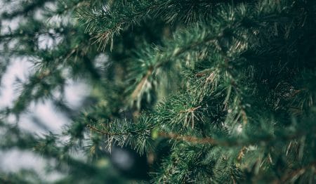 10 Of The Best Places To Buy A Christmas Tree In Bristol