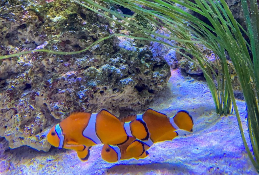 bristol-aquarium-clownfish