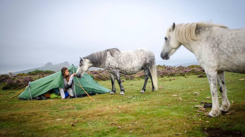 Wild Dartmoor ponies visiting female wild camper in her tent, Devon, UK