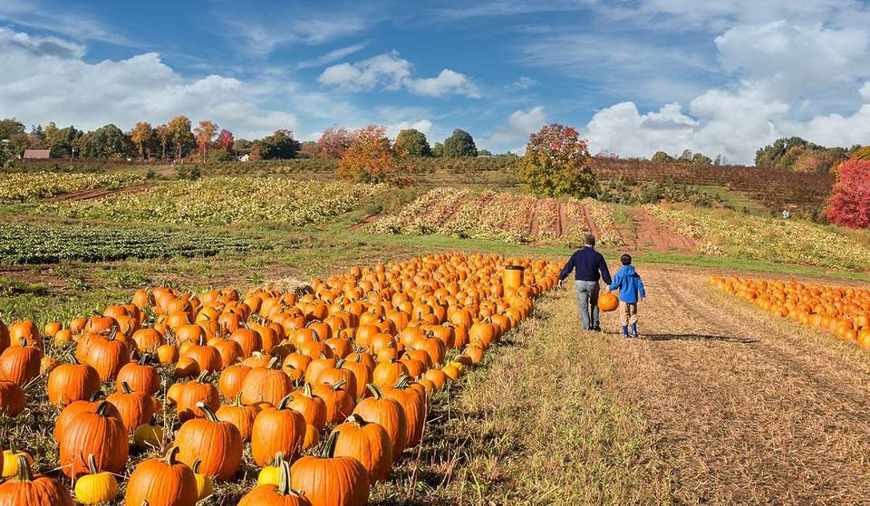 5 Of The Most Perfect Pumpkin Patches To Pick Your Own Near Bristol