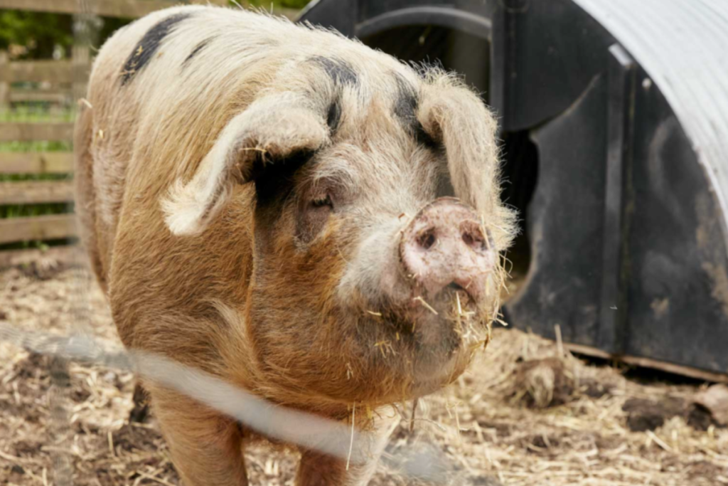 A pig at Windmill Hill City Farm