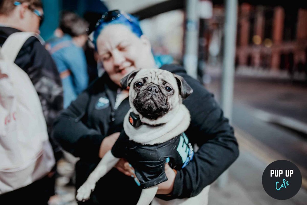 An Absolutely Pawfect Pug And Frenchie PupUp Cafe Is Coming To Bristol