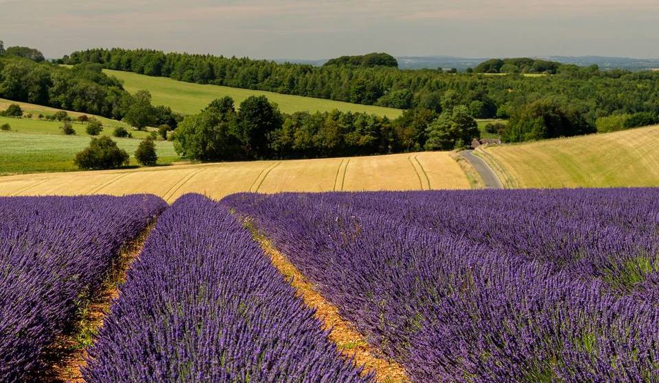 These Lovely 45-Acre Lavender Fields Just Over An Hour Away From Bristol To Reopen This June