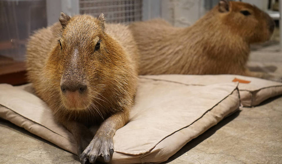 The Only Capybara Cafe In The UK Is Opening Its Doors Soon &#8211; And It Will Be Home To Two Baby Capybaras