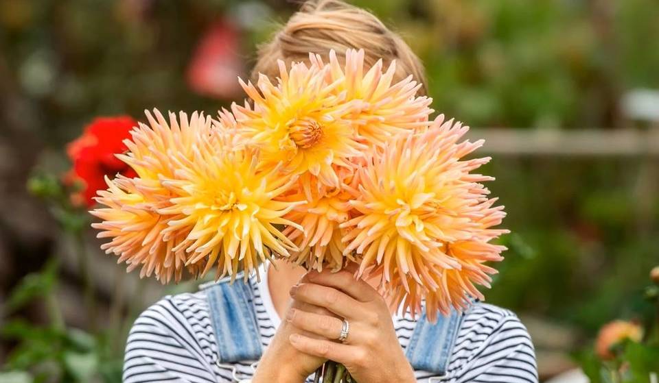 Just 90 Mins From Bristol, This Kaleidoscopic Pick-Your-Own-Dahlia Farm Is Absolutely Stunning – There’s Even A Silent Disco Among The Flowers