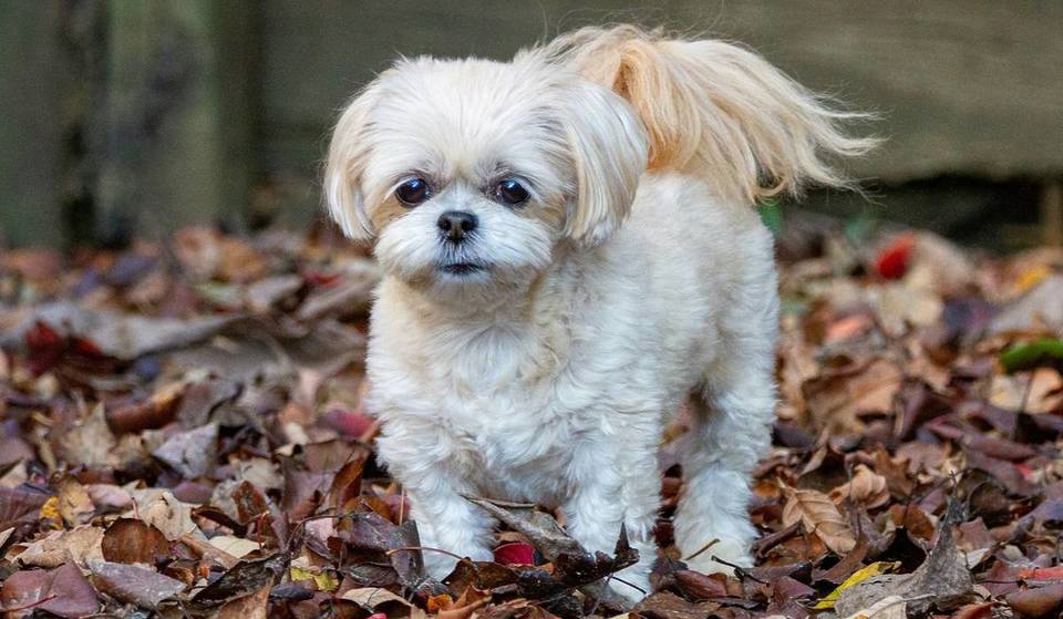 The Great Poo-dunit — Could DNA Testing Solve Bristol’s Mess Mystery?