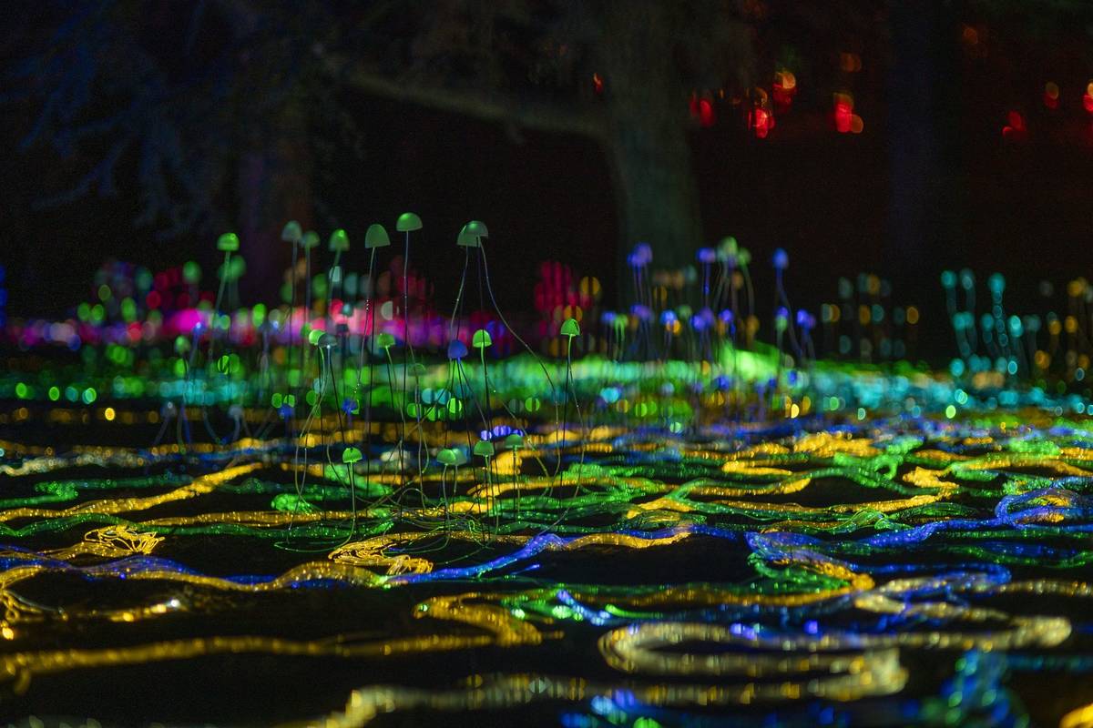 Glowing mushrooms at Westonbirt