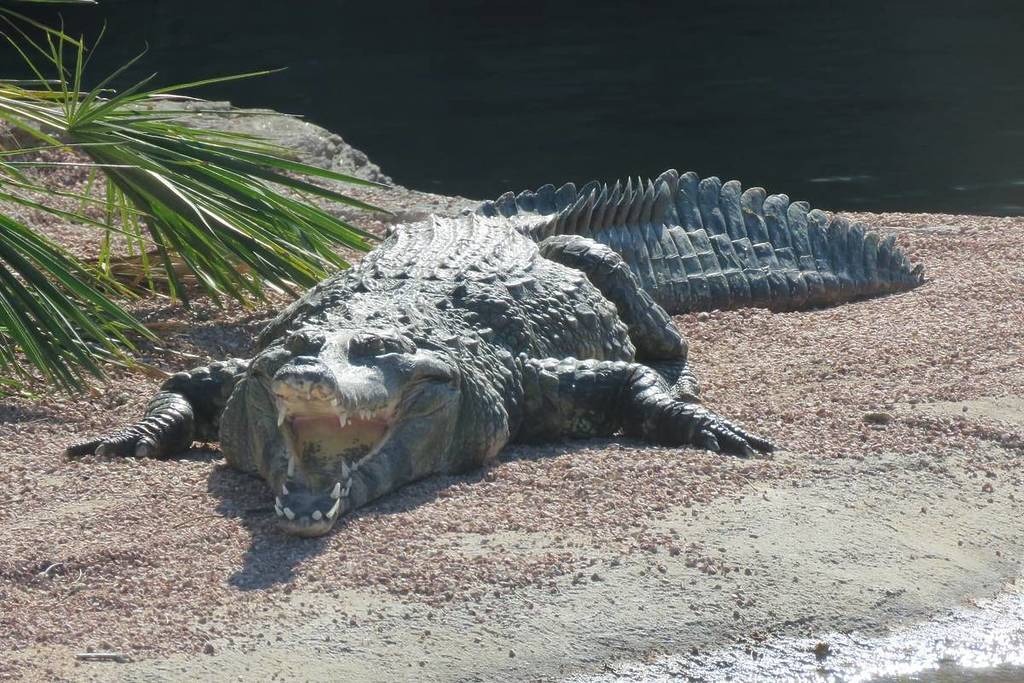 slender-snouted crocodiles