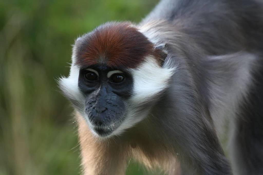 a cherry-crowned mangabey