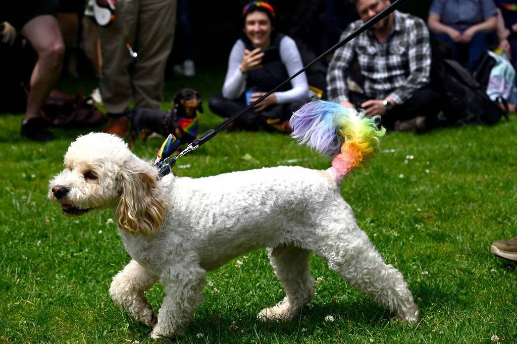 Bristol Pride Dog Show by BHAGESH SACHANIA PHOTOGRAPHY