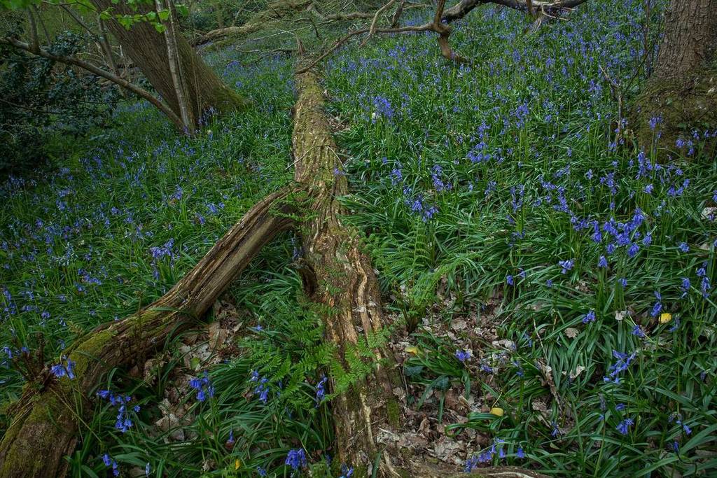 Bluebells in Prior Woods, Bristol