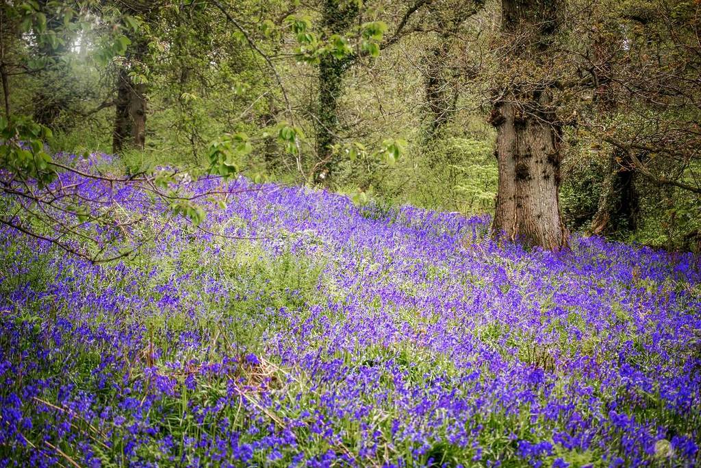 Bluebells in Prior Woods, Bristol
