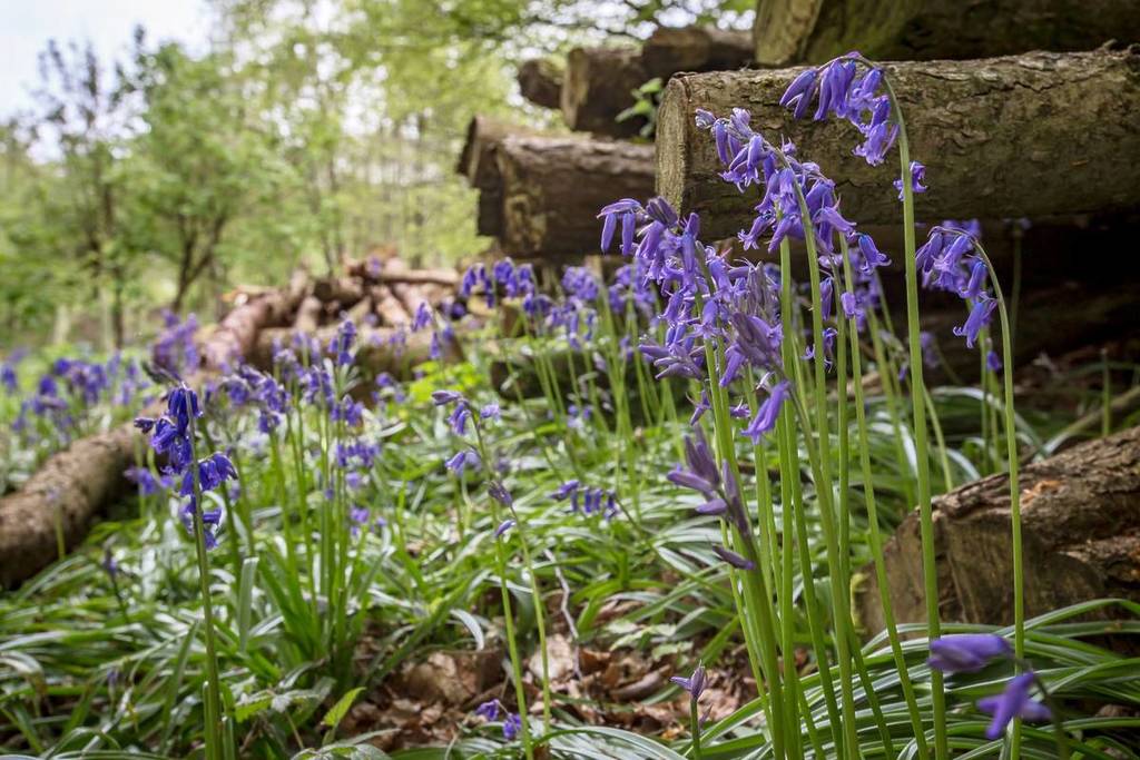 Bluebells in Prior Woods, Bristol