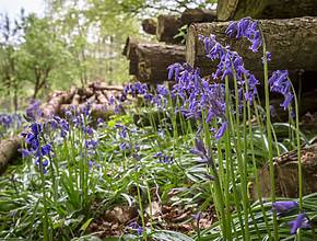 Just 20 minutes outside of Bristol is the most beautiful bluebell woods – here’s where to catch them in full spring