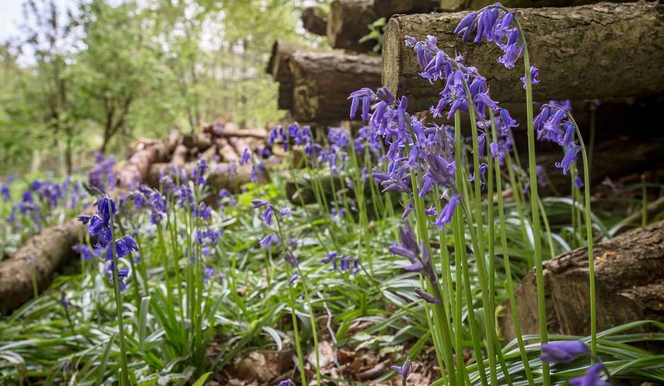 Just 20 minutes outside of Bristol is the most beautiful bluebell woods – here’s where to catch them in full spring