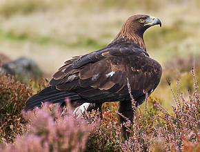 The most majestic bird in English history is coming back – £1 million funding has been approved to bring golden eagles back to these 8 English regions
