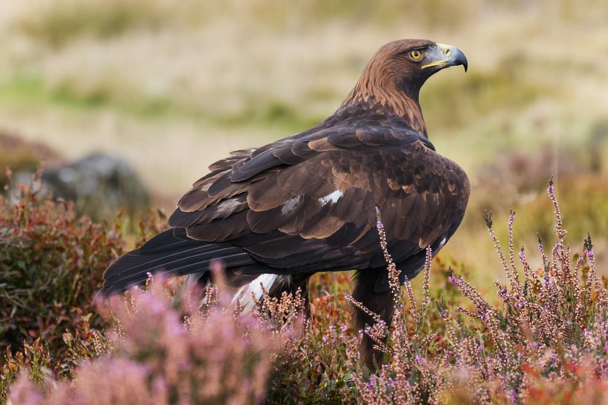 The most majestic bird in English history is coming back – £1 million funding has been approved to bring golden eagles back to these 8 English regions