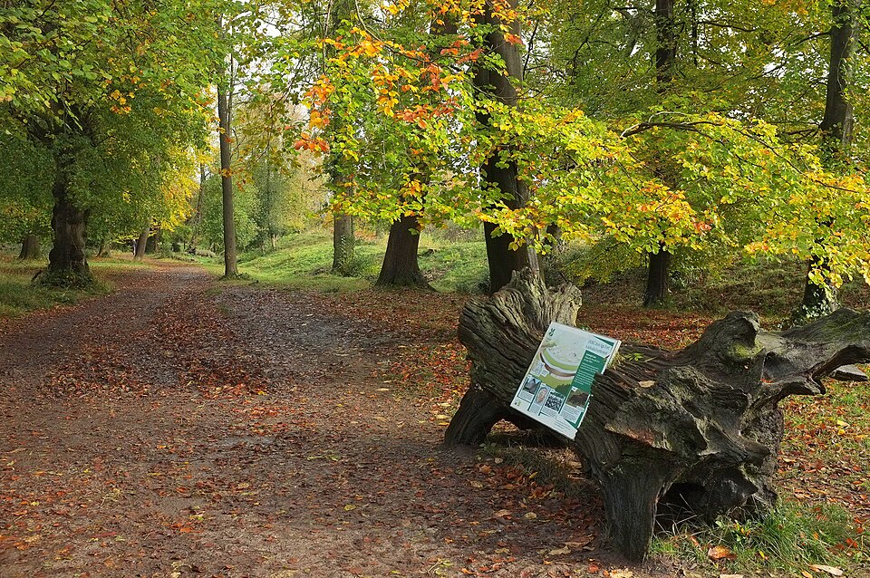 woodland path in leigh woods