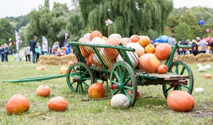 Everything You Need To Know About This Year’s Harvest Festival