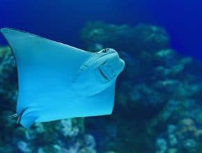 Feed The South Carolina Aquarium RAYndeers This Holiday Season