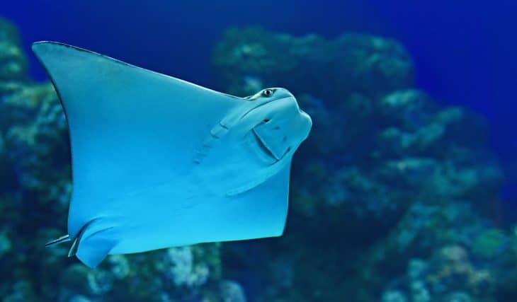 Feed The South Carolina Aquarium RAYndeers This Holiday Season