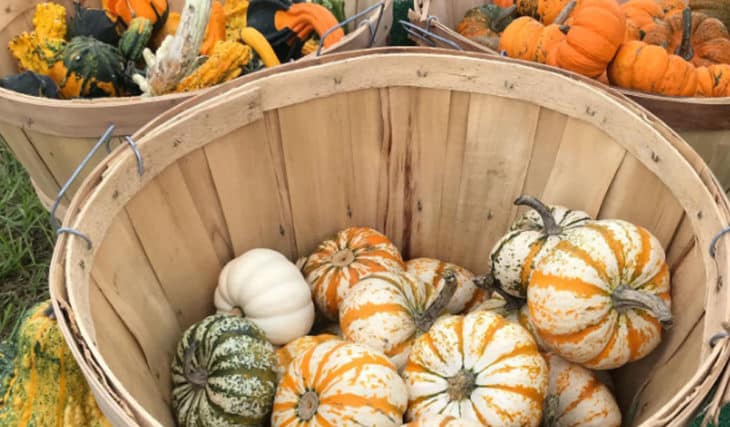 Legare Pumpkin Patch In Johns Island Is Now Open