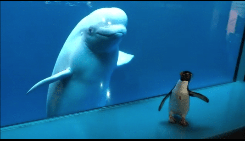 Shedd Aquarium&#8217;s Penguins Visit The Beluga Whales On Another Adorable Field Trip