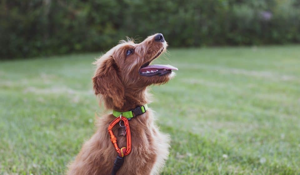 Give Your Dogs The Bonding And Education They Deserve From These Online Dog Training Courses