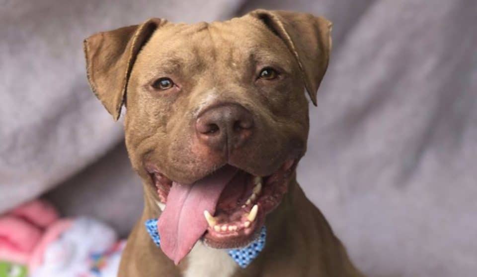 For The Very First Time, All Animals Were Adopted From Chicago Animal Care And Control