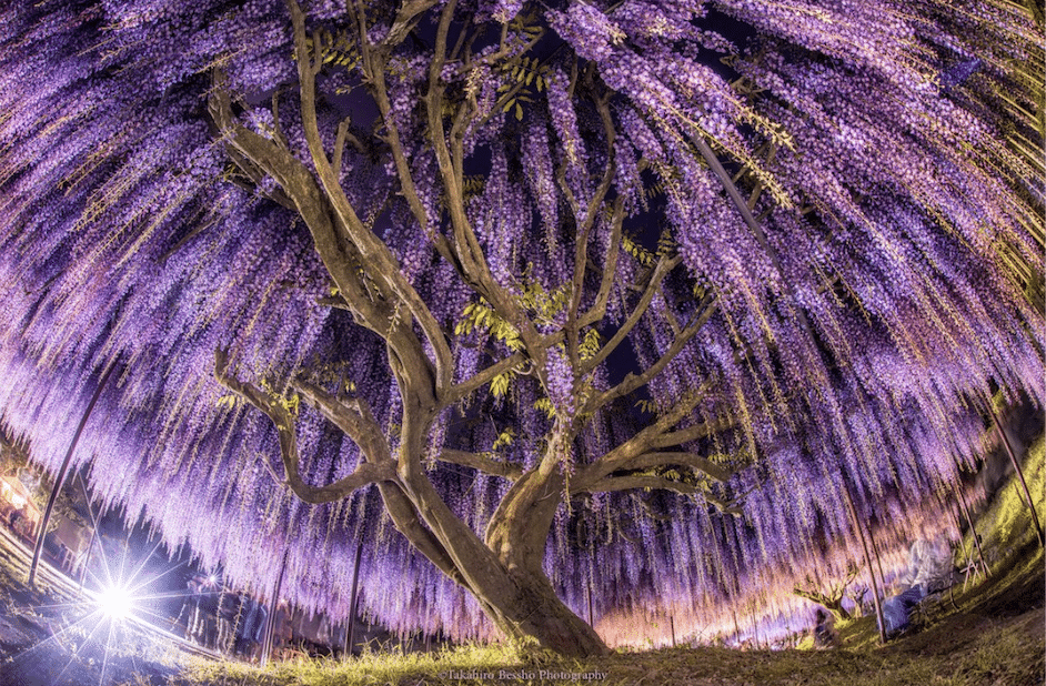 This Is The Most Beautiful Wisteria Tree In The World, And You Can