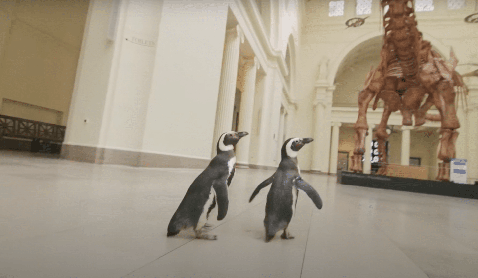 Shedd Aquarium&#8217;s Penguins Went On A Field Trip To The Field Museum And It Was Too Cute!