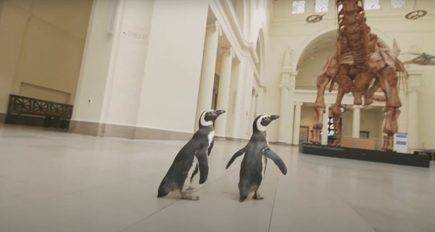 Shedd Aquarium's Penguins Went On A Field Trip To The Field Museum And