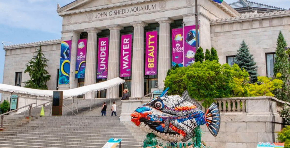 Shedd Aquarium Announces Full Week Of Illinois Resident Free Days