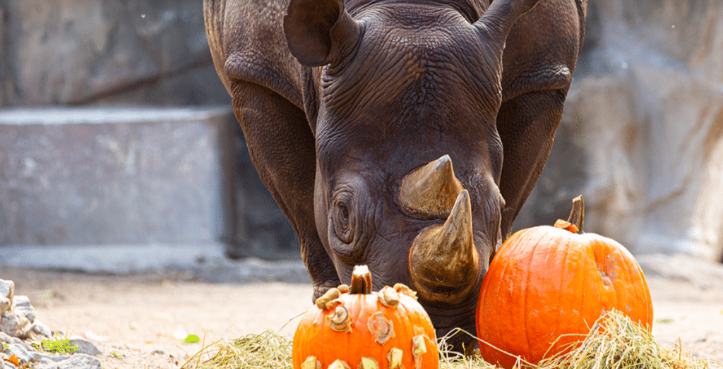 Lincoln Park Zoo’s Eighth Fall Fest Returns This Month Secret Chicago