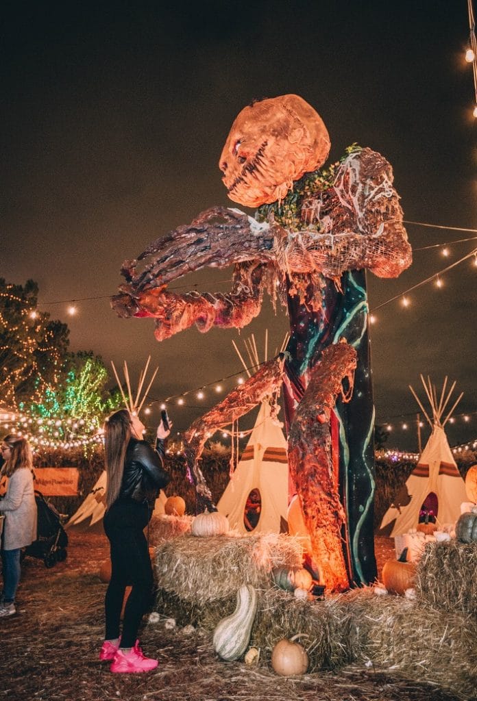 A Pumpkin Paradise Has Cropped Up In Central Chicago • Jack’s Pumpkin Patch