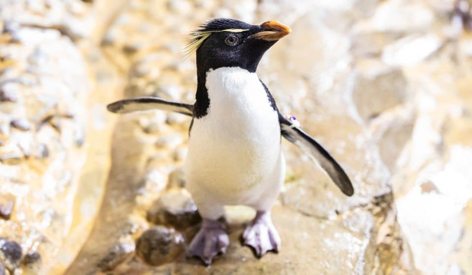 Shedd Aquarium Penguin Celebrates 33rd Birthday Reaching Double The Typical Life Expectancy
