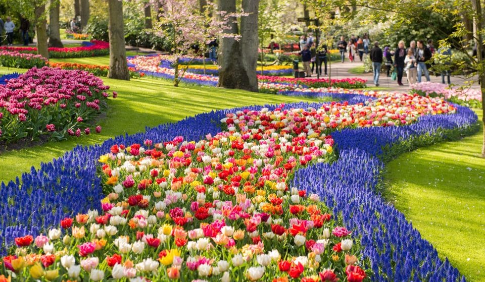 The Netherlands’ Breathtaking Tulip Fields Are In Full Bloom, And You Can Explore Them Virtually