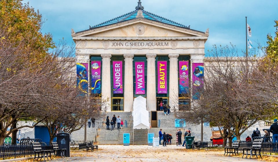 Shedd Aquarium And Chicago&#8217;s Museums Will Stay Open Extra Late Friday To Celebrate The Full Reopening