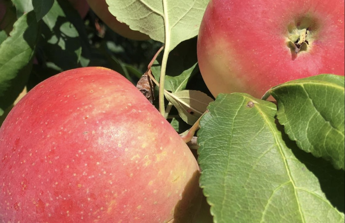 10 Best Orchards For Apple Picking Near Chicago This Fall