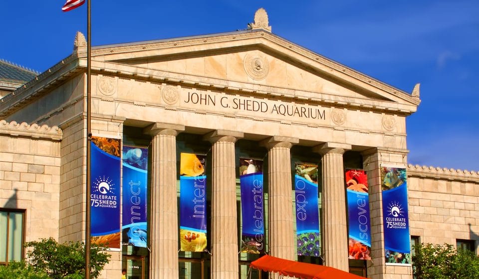 Shedd Aquarium Is Offering Free Admission For Illinois Residents Today &#038; Tomorrow