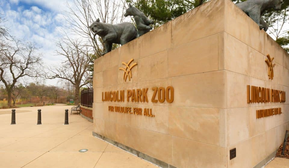 El zoo de Lincoln Park da la bienvenida a los primeros osos pardos en décadas