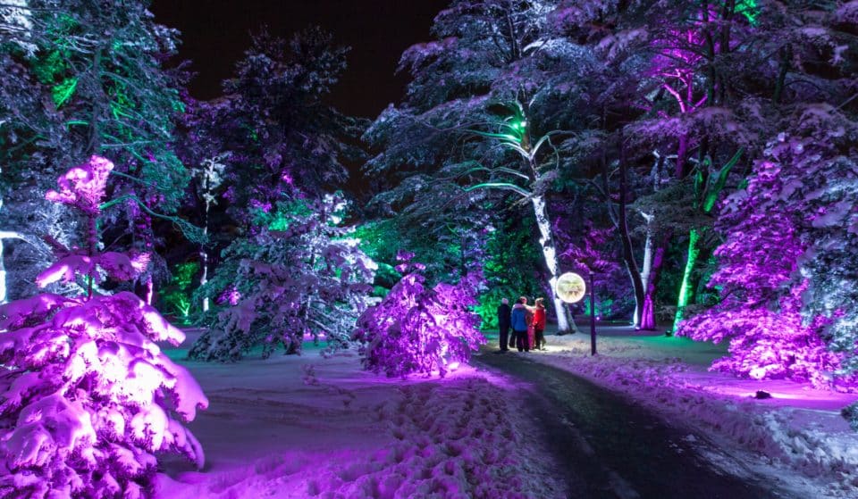 Morton Arboretum’s ‘Illumination: Tree Lights’ Has Been Named One Of The Best Light Shows In The Country