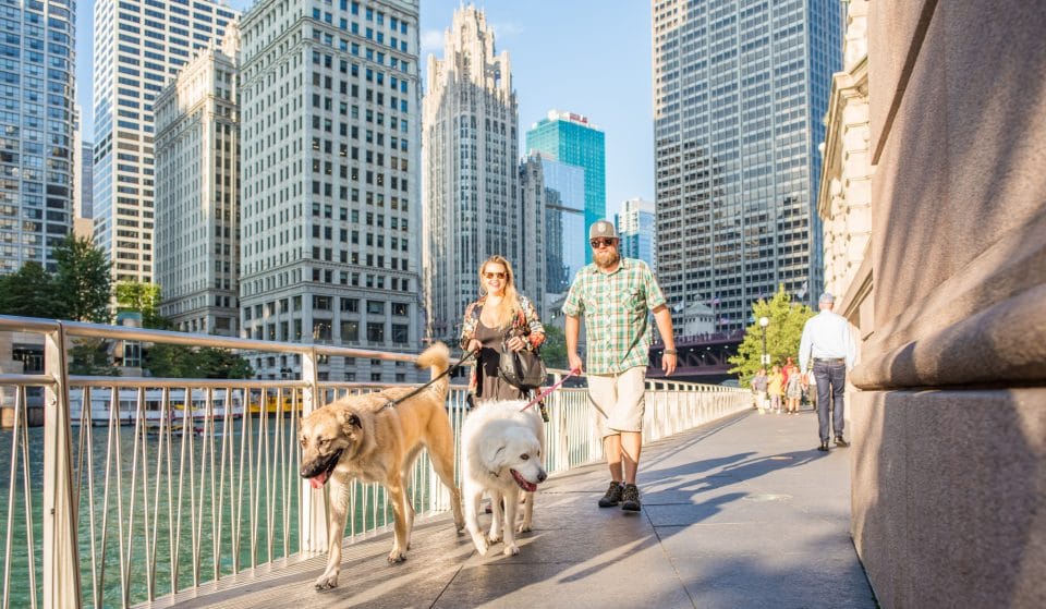 Chicago Ranks Among The Top 5 Best Cities On The Planet For Dog Lovers