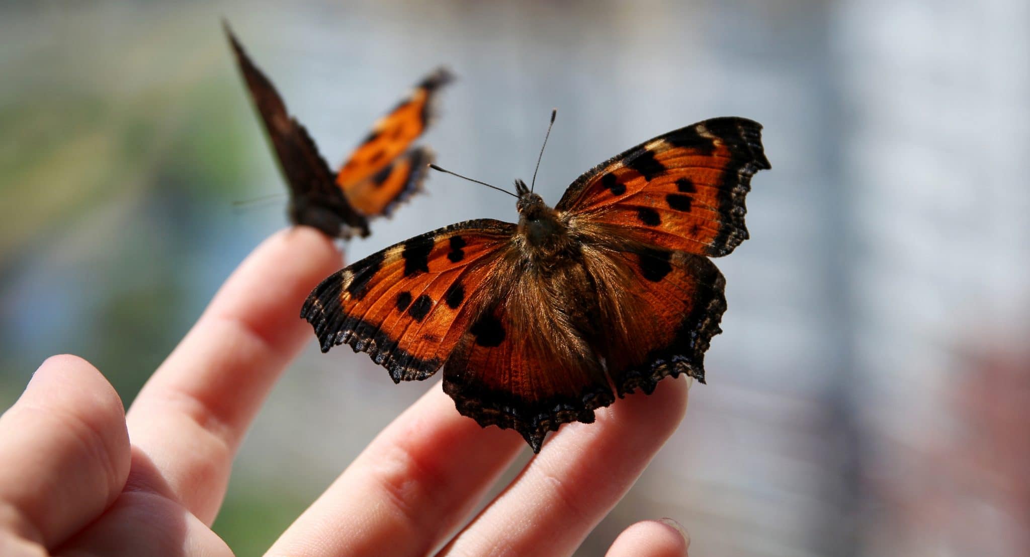 Surround Yourself In A Kaleidoscope Of Butterflies Species At Brookfield Zoo's Reopening