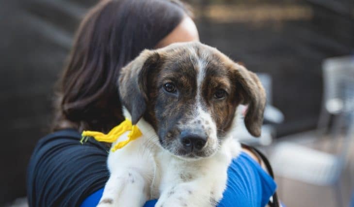 PAWS Chicago organiza este fin de semana un evento especial de adopción y no cobrará tasas por algunas mascotas seleccionadas