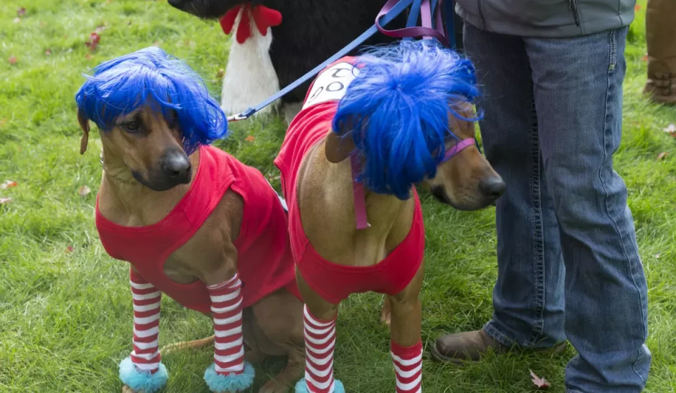 Only once a year: MCA Chicago brings back Streeterville’s free dog and cat Halloween costume parade with prizes for the best-dressed pets